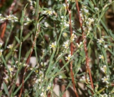Polygonum praelongum