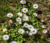 Bellis sylvestris
