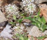 Lepidium hirtum subsp nebrodense