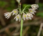 Allium dirphianum