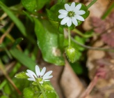 Stellaria cupaniana