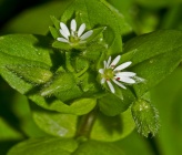 Stellaria media