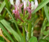 Trifolium clypeatum