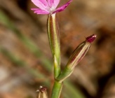 Velezia quadridentata