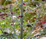 Scrophularia lucida