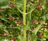 Scrophularia scopolii