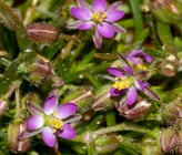Spergularia bocconei