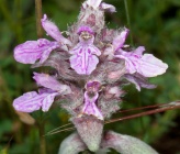 Stachys germanica subsp germanica