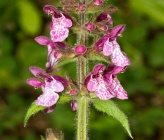 Stachys palustris
