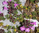 Thymus hartvigii subsp hartvigii