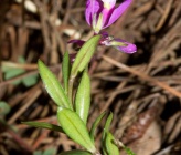 Polygala nicaeensis subsp mediterranea