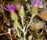Ptilostemon chamaepeuce