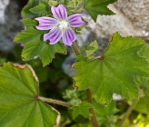 Malva nicaeensis
