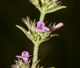 Micromeria graeca subsp graeca