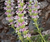 Morina persica