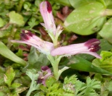 Fumaria officinalis subsp officinalis