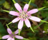 Geropogon hybridus