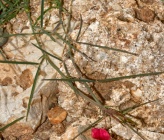 Lathyrus setifolius