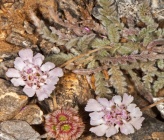 Lomelosia sphaciotica subsp sphaciotica