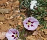 Convolvulus libanoticus