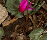 Cyclamen rhodium subsp vividum