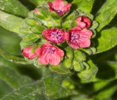 Cynoglossum officinale subsp officinale