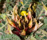 Astragalus suberosus subsp haarbachii