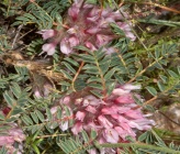 Astragalus thracicus subsp parnassi