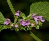 Ballota nigra subsp meridionalis