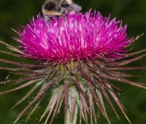 Carduus nutans subsp scabrisquamus