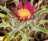 Carlina lanata