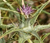 Carthamus dentatus subsp ruber