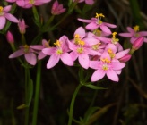 Centaurium erythraea subsp erythraea
