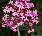 Centranthus ruber subsp sibthorpii