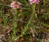 Aethionema saxatile subsp graecum