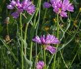 Allium roseum