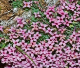 Asperula boissieri