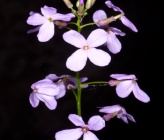 Hesperis matronalis subsp cladotricha