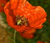 Papaver lecoqii