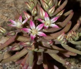 Sedum rubens