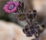 Cynoglossum sphacioticum