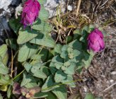 Origanum scabrum