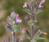 Salvia viridis