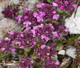 Thymus praecox subsp polytrichus