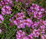 Thymus stojanovii