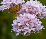 Armeria canescens