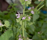 Ballota nigra subsp uncinata