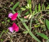 Lathyrus articulatus