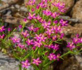 Centaurium tenuiflorum subsp tenuiflorum