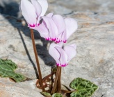 Cyclamen graecum subsp anatolicum